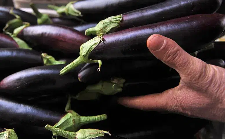 Mutfağın Zam Şampiyonu Belli Oldu: Patlıcan El Yakıyor Salatalık Sevindiriyor!