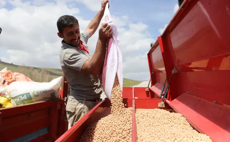 Yozgat'ta nohut üretiminde yağışlarla birlikte rekor rekolte bekleniyor!