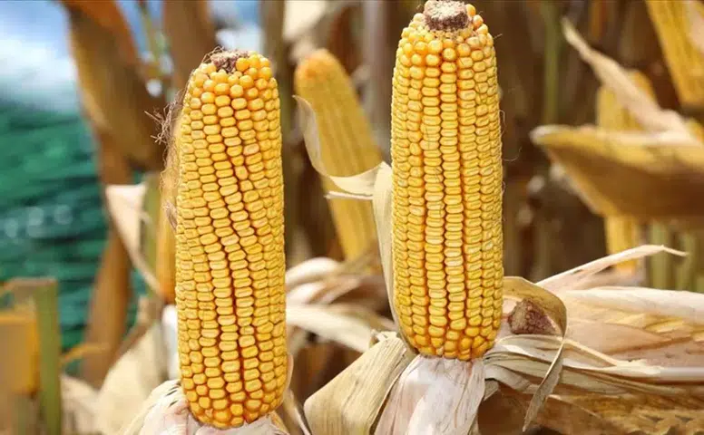 Sofraları rahatlatacak karar: Mısır ithalatında vergi düzenlemesiyle fiyatlara fren!