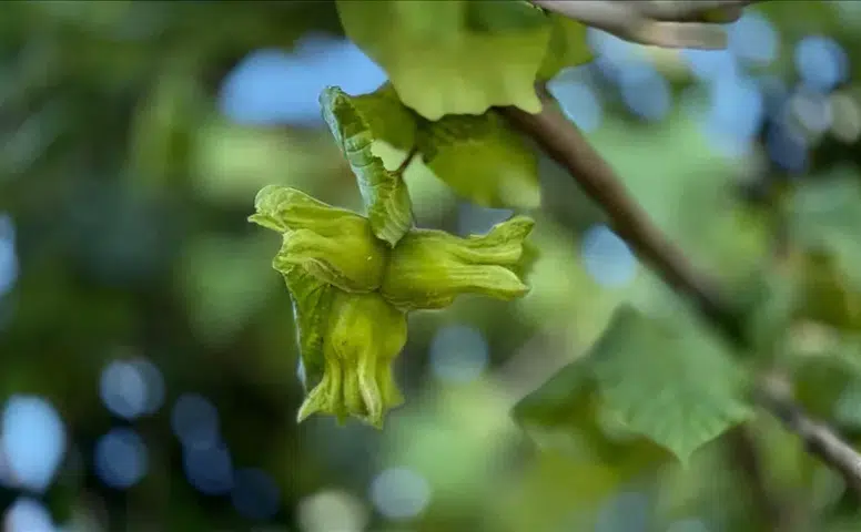 Düzce fındığına Avrupa Birliği'nden büyük talep: 3 ayda 2 bin 794 ton gönderildi!