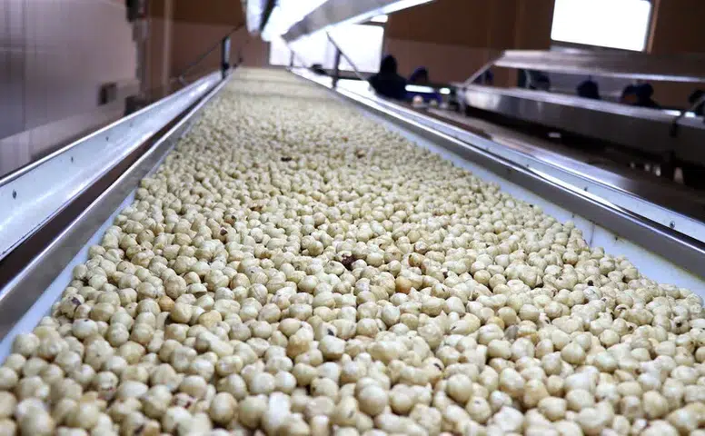 Borsalarda fındık hareketliliği: 7 ayda 261 bin ton sınırı aşıldı!