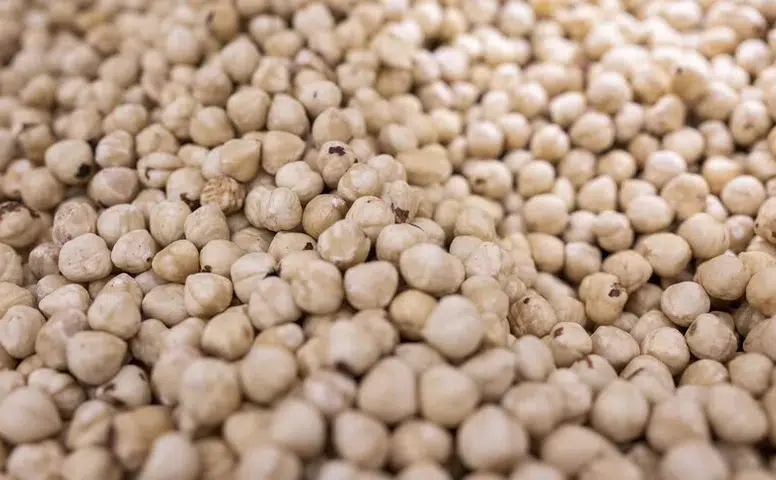 Dünyanın fındık ambarı Karadeniz: 69 ülke Türk fındığı için sıraya girdi!