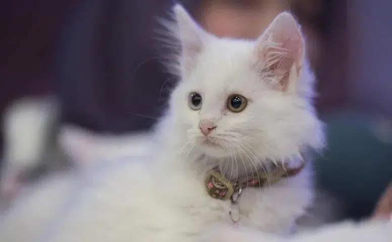 Mart ayının zam şampiyonu belli oldu: Pati dostlarının giderleri katlandı!