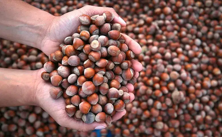 Fındık ihracatında 3 ayda 658 milyon 785 bin dolarlık kazanç!