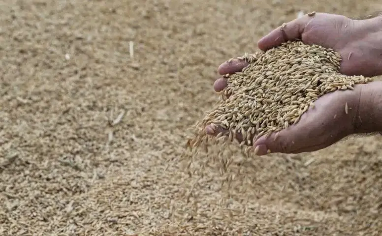 1 milyon ton hububat 21 günde toplandı! İşte TMO'nun rekor kıran stratejisi