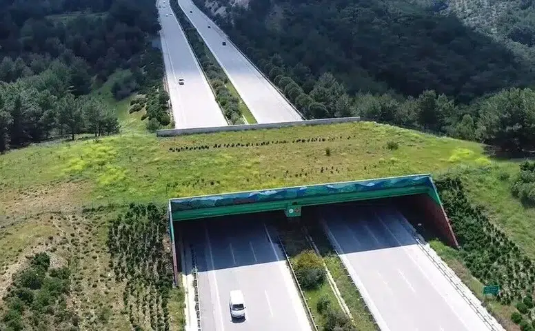 Türkiye ulaşım ağını ekolojik köprülerle güçlendiriyor