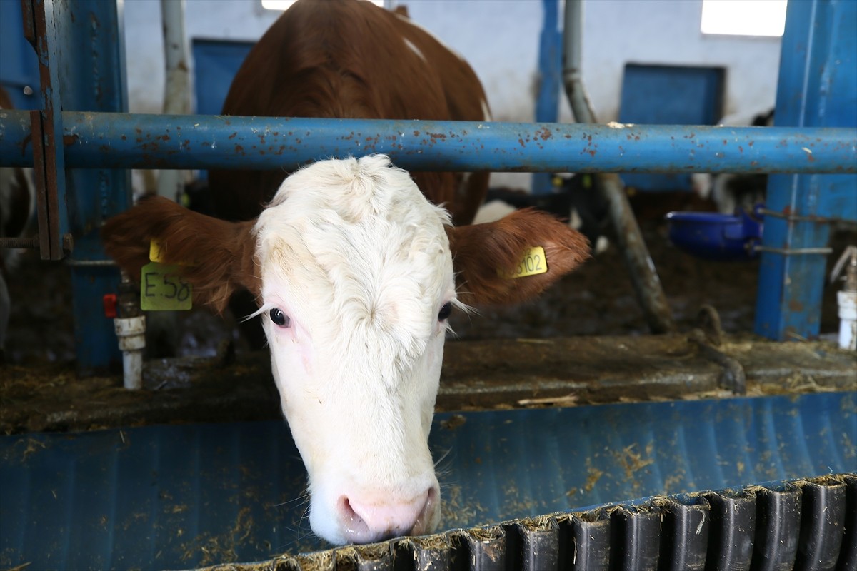 Malatya'da kayısı üretimi ve hayvancılık yapan Tarım Orman Gençlik Konseyi Üyesi Yasin Karadağ...