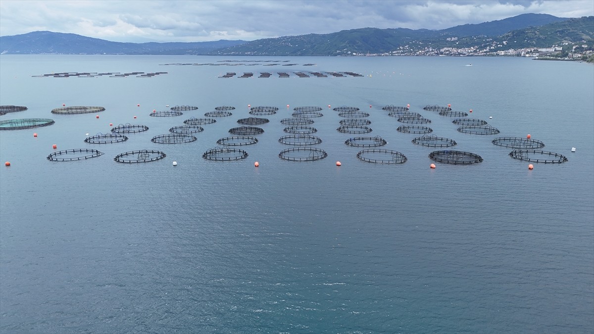 Ordu'da kafes balıkçılığı tesislerinde üretilen Türk somonunun bu yıl kent ekonomisine yaklaşık 1...