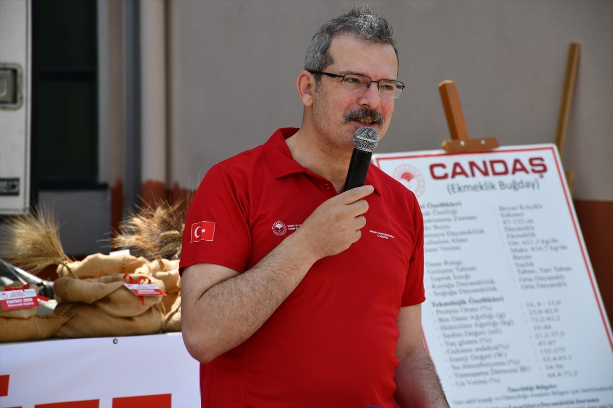 Adana'da Doğu Akdeniz Tarımsal Araştırma Enstitüsünce geliştirilen 4 buğday ve 4 arpa tohumunun...