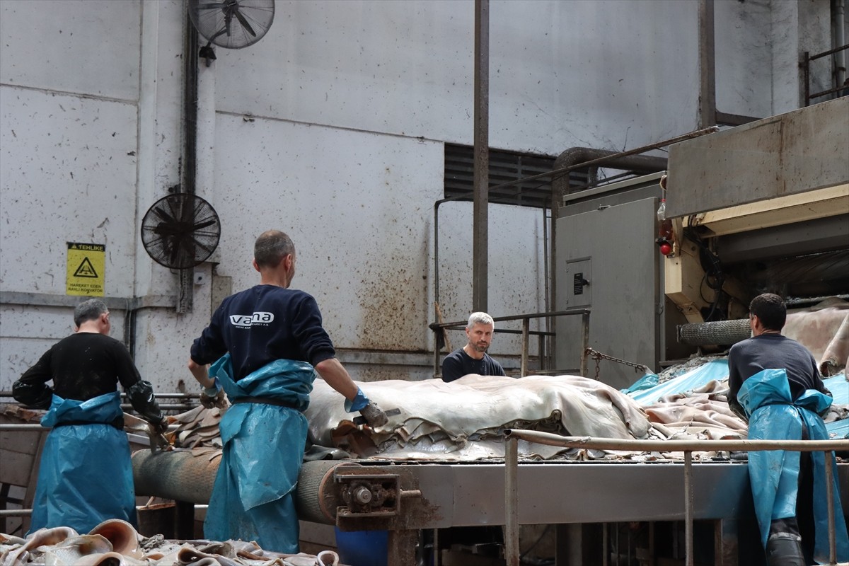 Kurban Bayramı'nda kesilecek büyükbaş hayvanların derilerinin doğru yüzülüp işlenmesiyle ekonomiye...