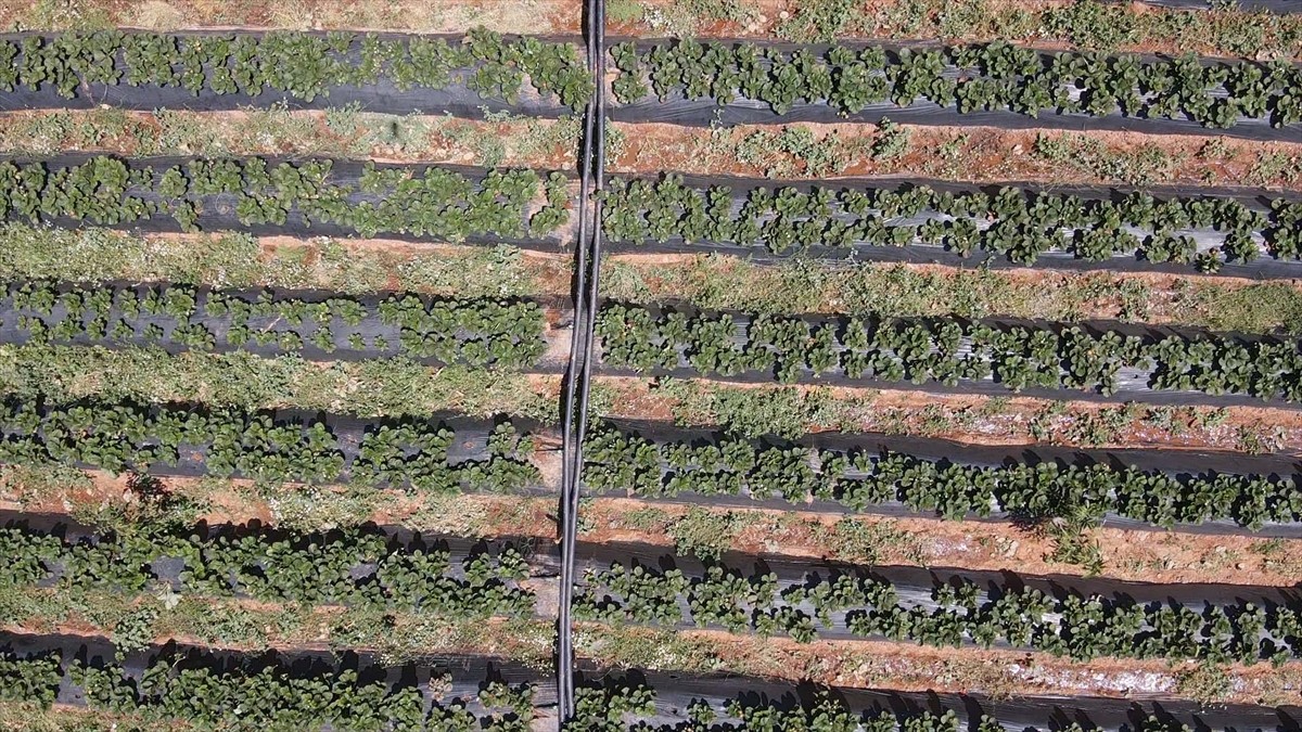 Muğla'da proje kapsamında yetiştirilen ve hasadı yapılan çilek, hem fiyatıyla hem de verimiyle...