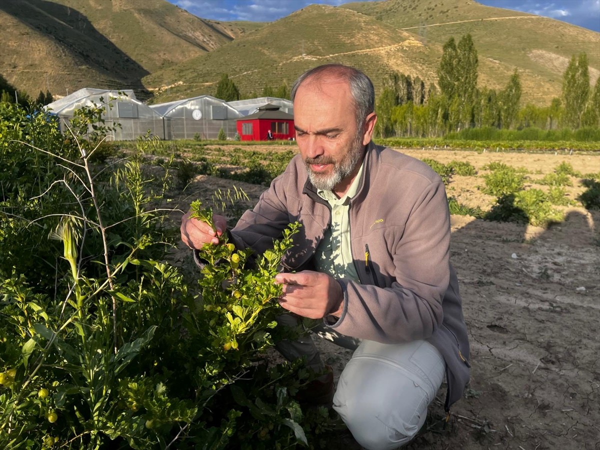 Bayburt Üniversitesi Tarım ve Hayvancılık Uygulama ve Araştırma Merkezince iklime ve çevresel...