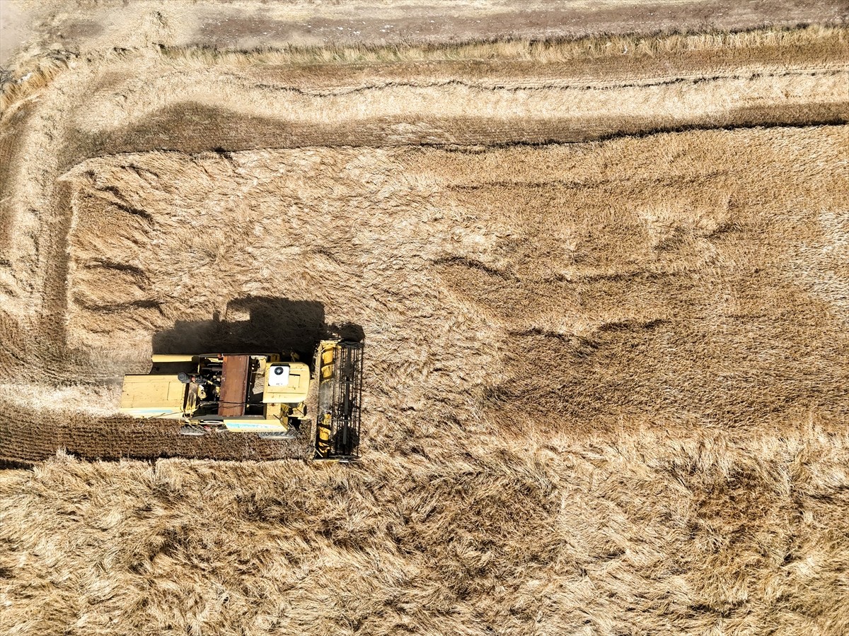 Uşak'ta, Tarım ve Orman Bakanlığı tarafından geliştirilen kuraklığa dayanıklı arpa ve buğday...