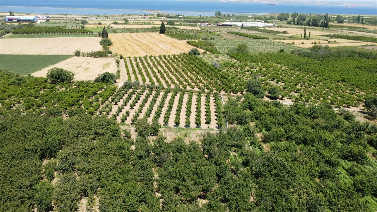 Türkiye'nin önemli meyve üretim merkezlerinden Çanakkale'nin Lapseki ilçesinde üreticiler...