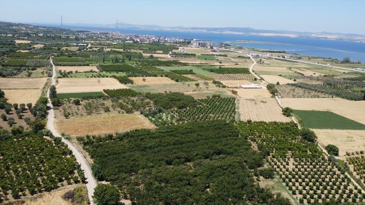 Türkiye'nin önemli meyve üretim merkezlerinden Çanakkale'nin Lapseki ilçesinde üreticiler...