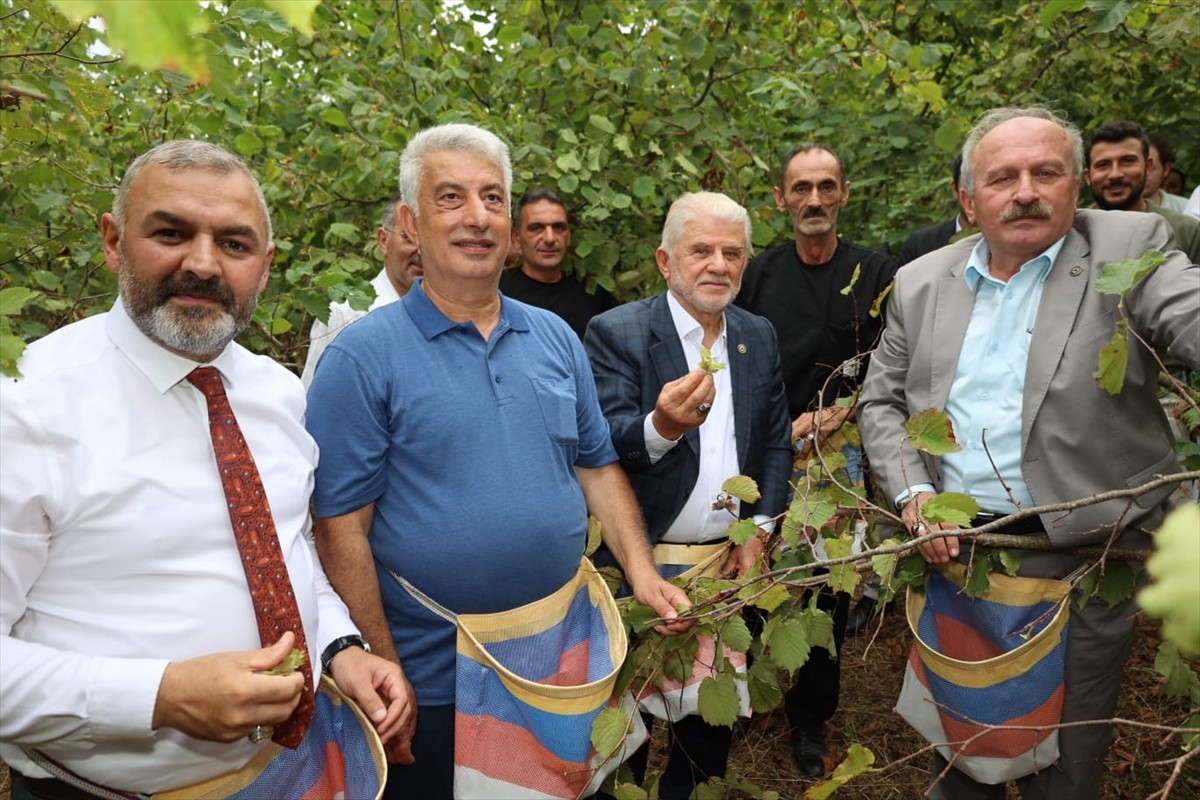 Trabzon'un Arsin ilçesinde yetiştirilen coğrafi işaret tescilli 