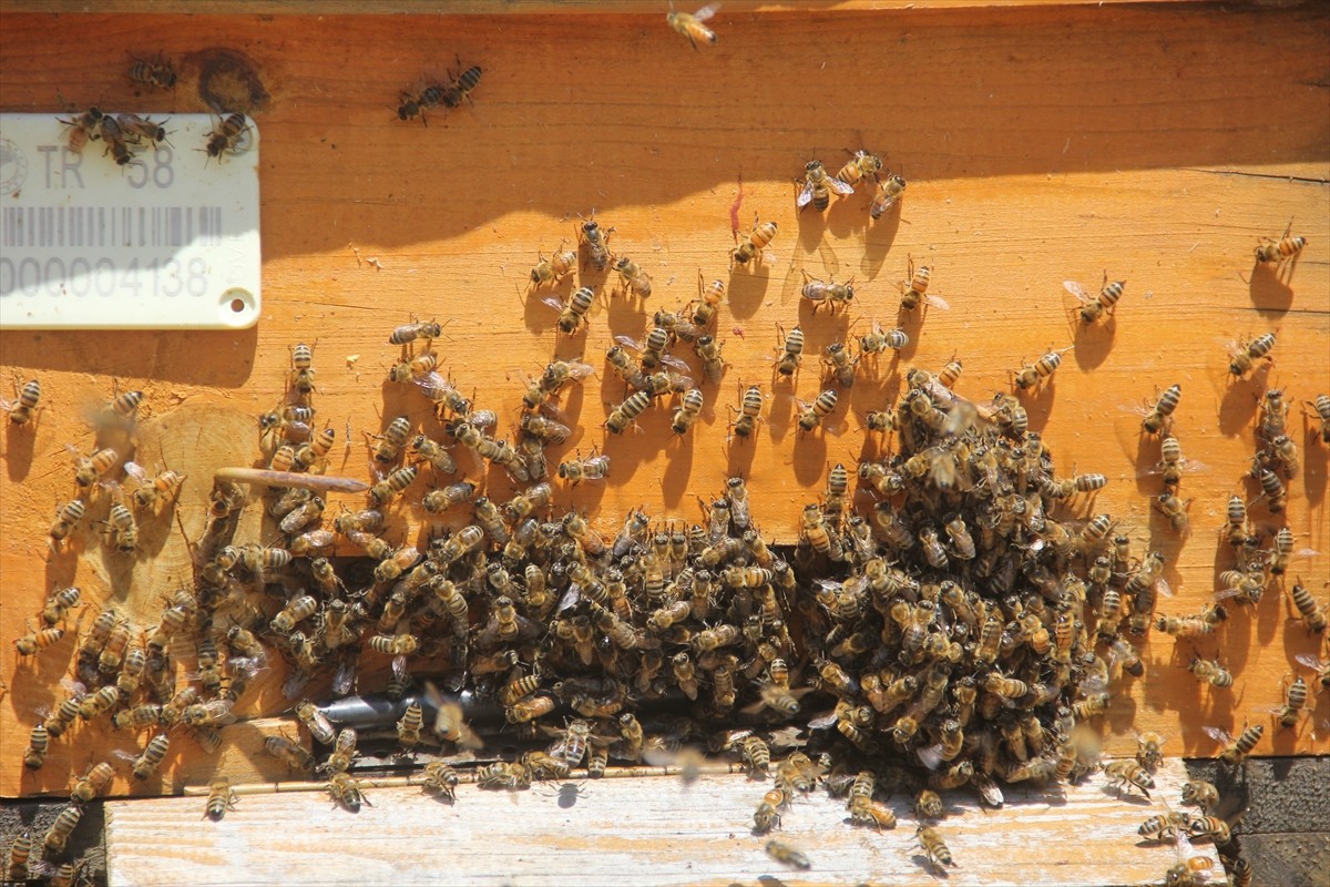 Sivas'ta coğrafi işaret tescilli 