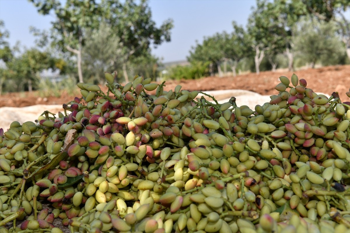 Şanlıurfa Valisi Hasan Şıldak, Türkiye'nin en çok Antep fıstığı üretiminin yapıldığı kentte fıstık...