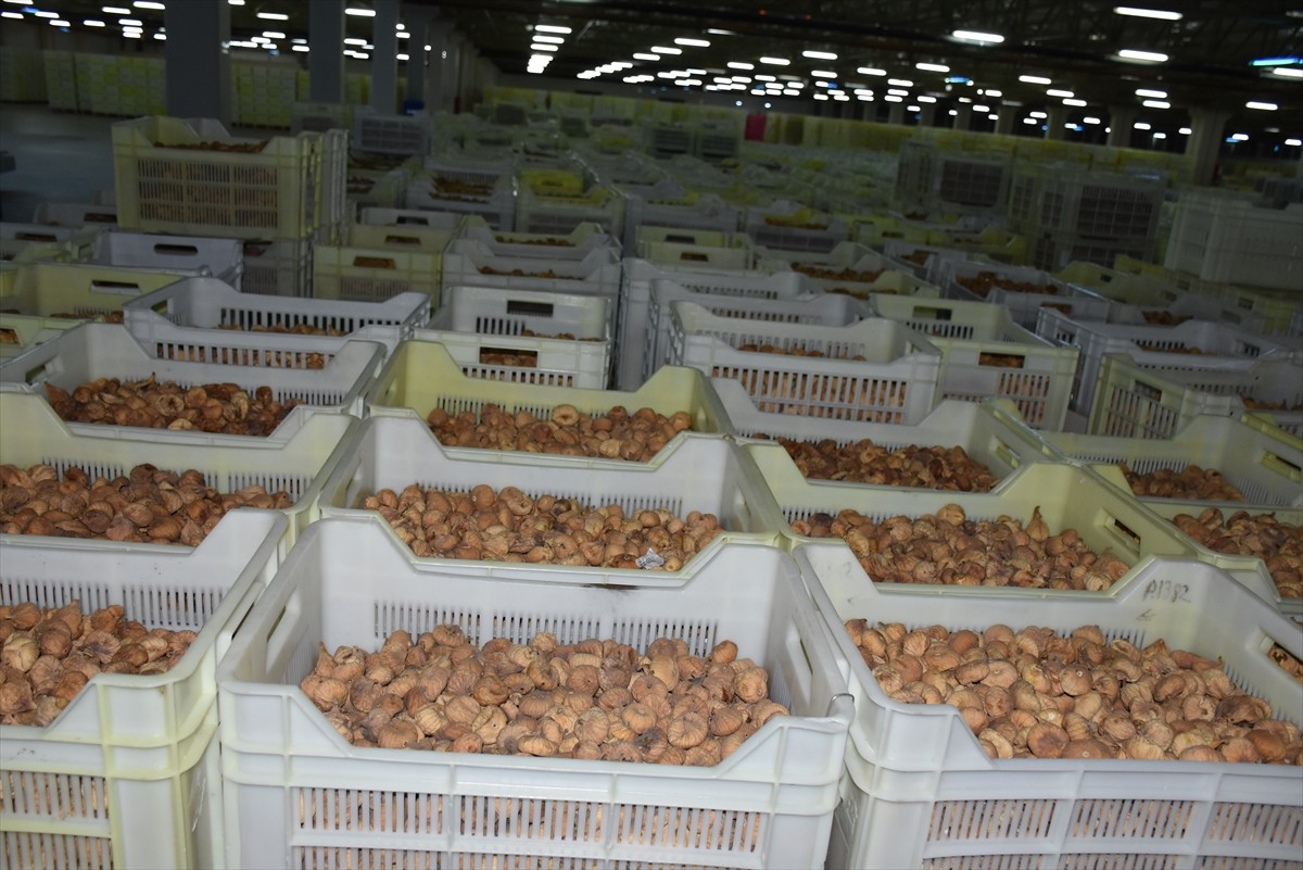 Tariş İncir Birliği Yönetim Kurulu Başkanı Ersin Kacar (sol 2), 2025-2026 kuru incir sezonu için...