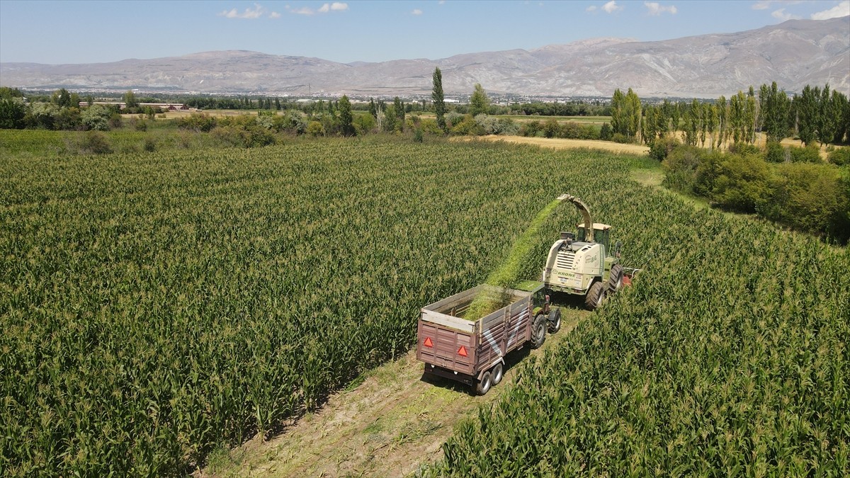 Erzincan Ovası'nın bereketli topraklarında üretimi her yıl artan silajlık mısır, hayvancılığı...