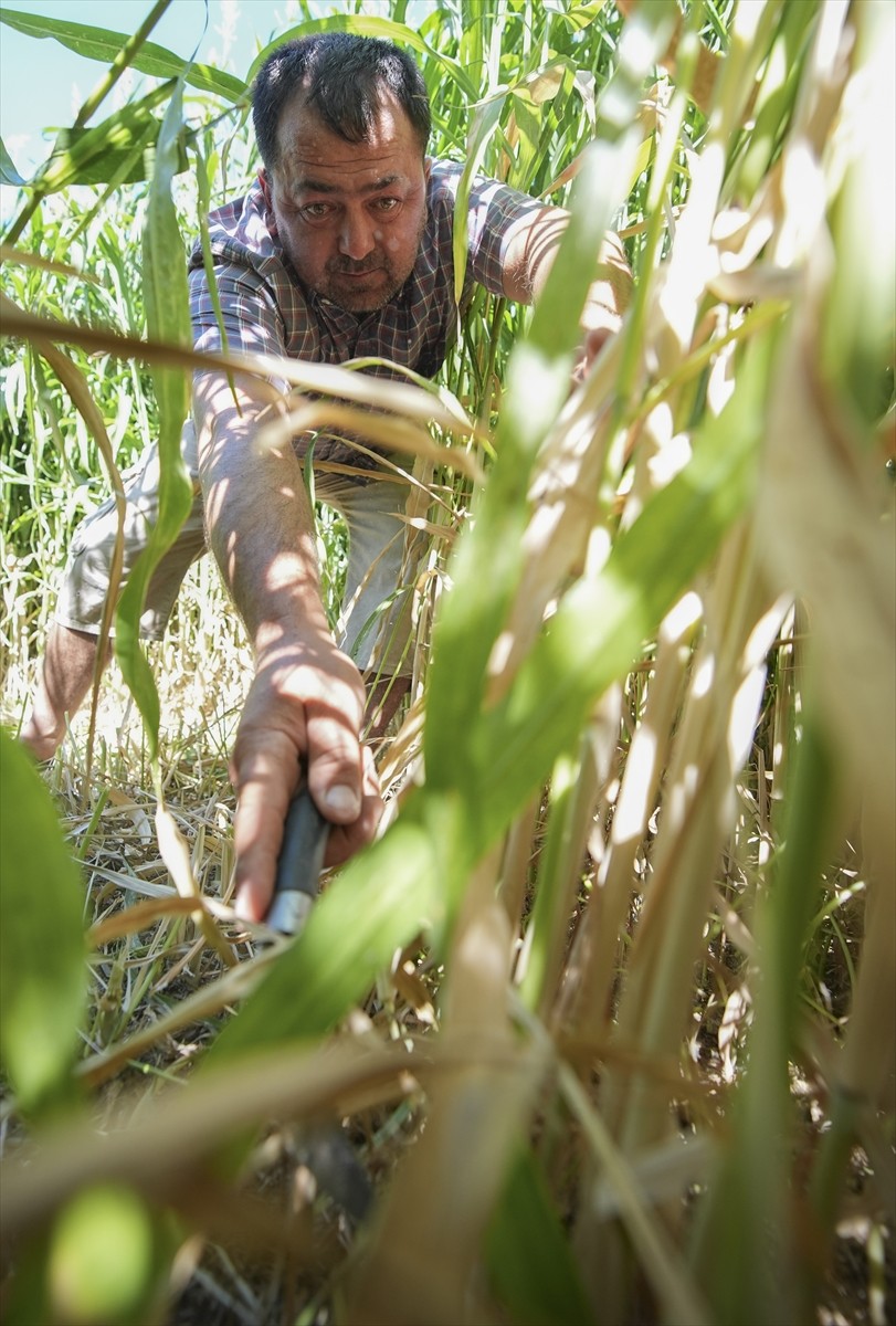 Kuraklık nedeniyle İzmir'de tarımsal sulama kaynaklarının azalması besicileri de etkiliyor....