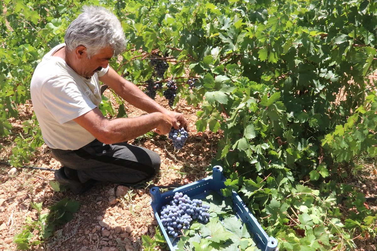 Malatya'nın Arapgir ilçesinin coğrafi işaret tescilli ürünleri mor reyhan ve köhnü üzümünde hasat...