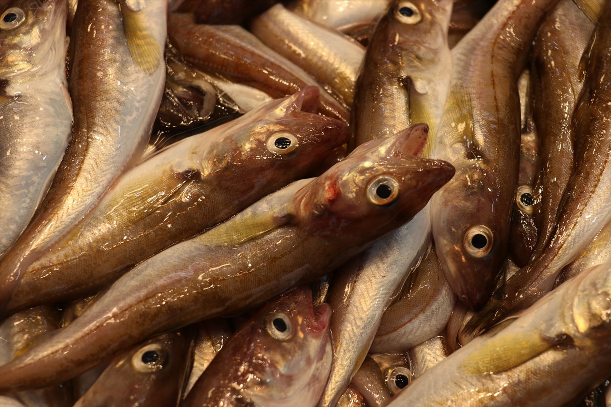 Trabzon'da hafta sonu tezgahları süsleyen mezgitin kilogramı 150, istavritin ise 100 liradan...