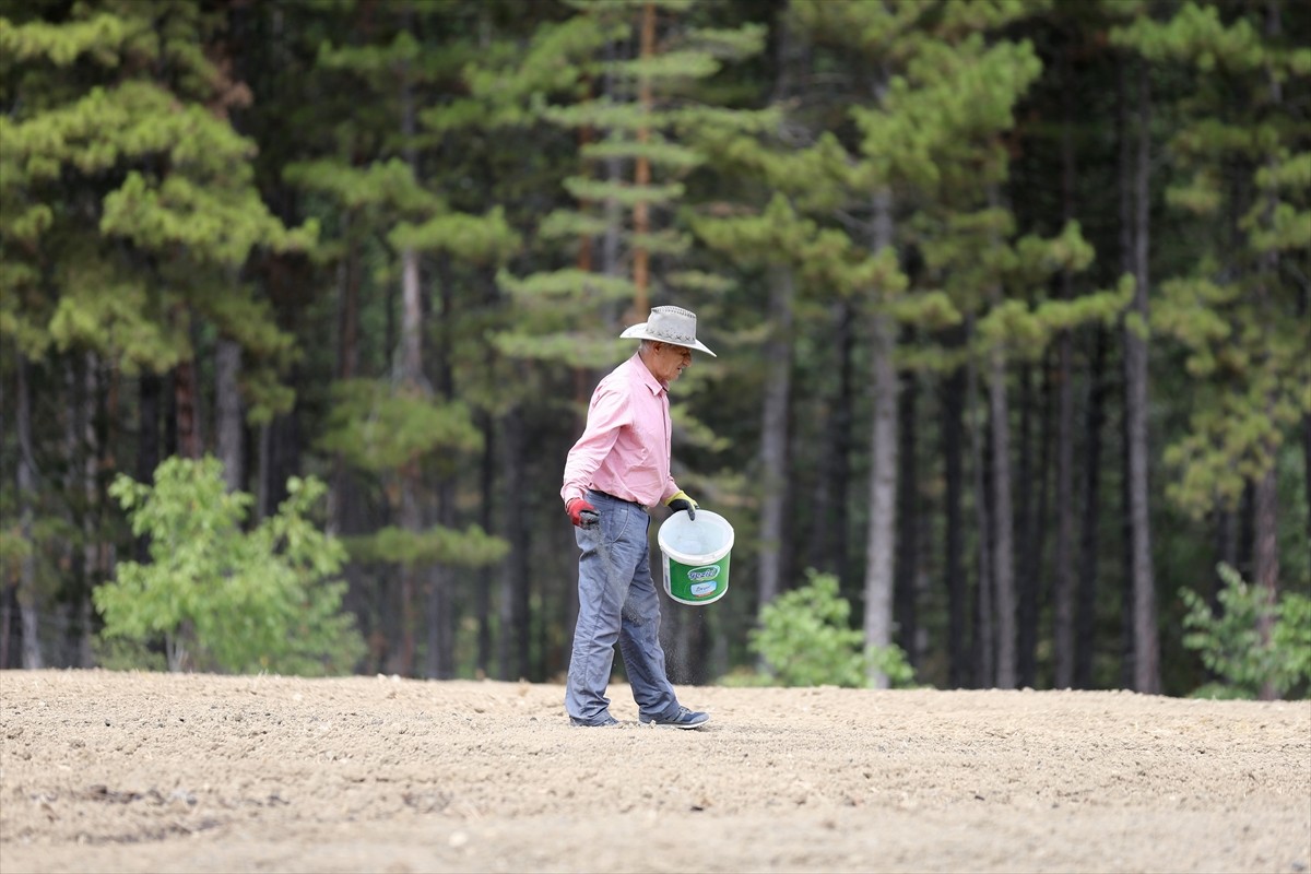 Karabük'ün Safranbolu ilçesinde, Avrupa Birliği'nden (AB) coğrafi işaret tescili alan safranın...