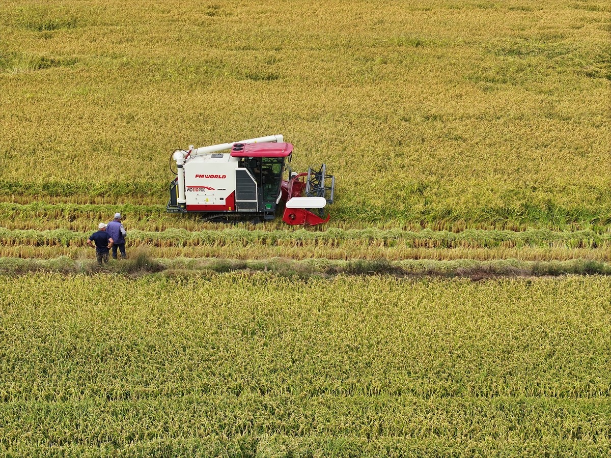 Türkiye'deki çeltik üretiminin yarısına yakınının yapıldığı Edirne'de hasat mesaisi başladı....