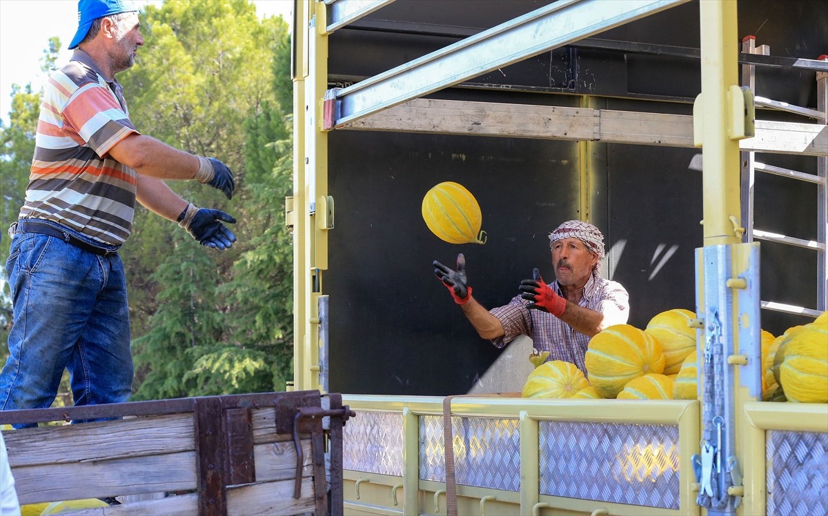 Manisa'nın Kırkağaç ilçesinde yetiştirilen, tadı, aroması ve uzun raf ömrüyle bilinen ve bir süre...
