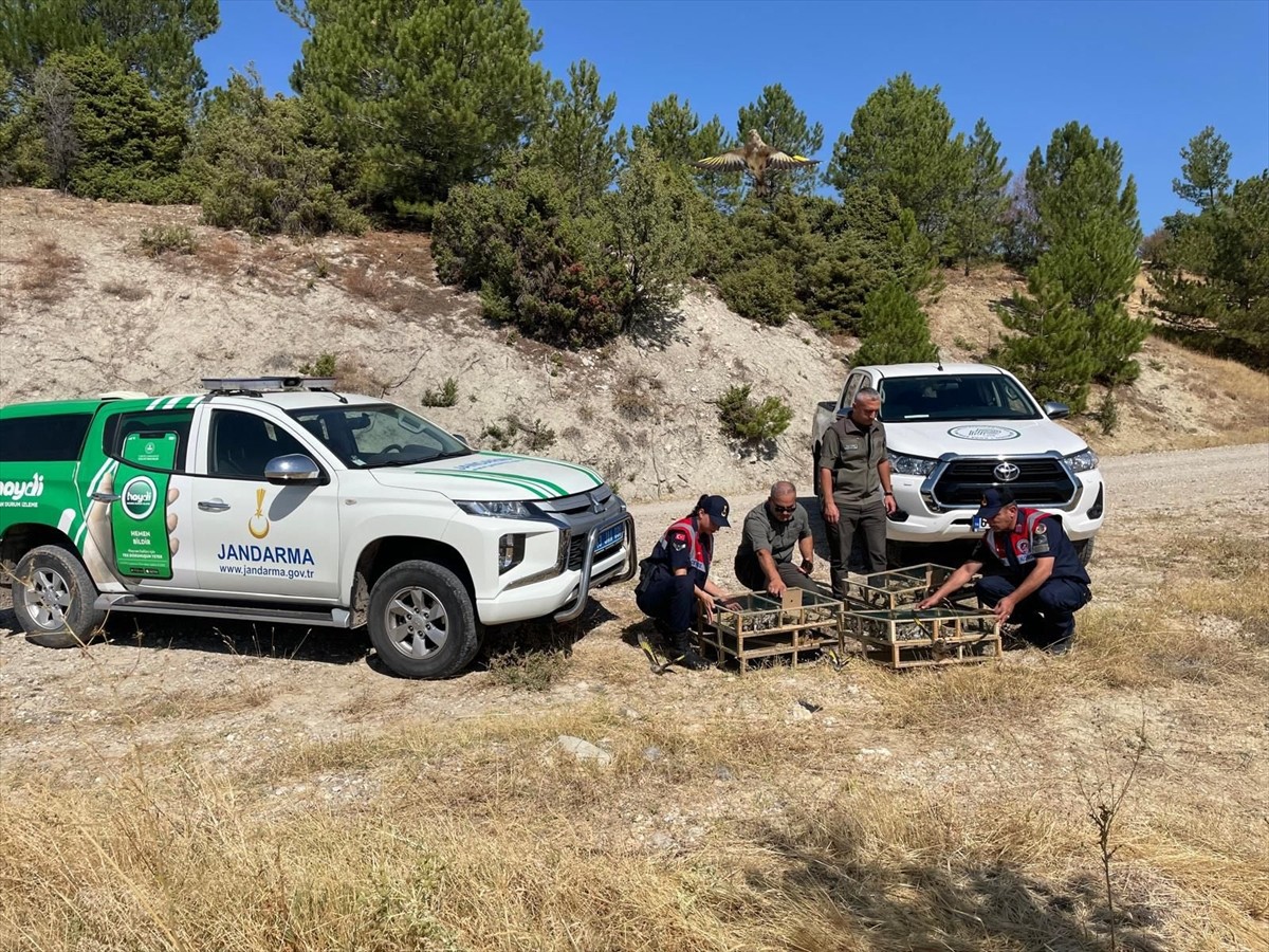 Kütahya'nın Gediz ilçesinde jandarmanın gerçekleştirdiği operasyonla yasak yollarla yakalanan 142...