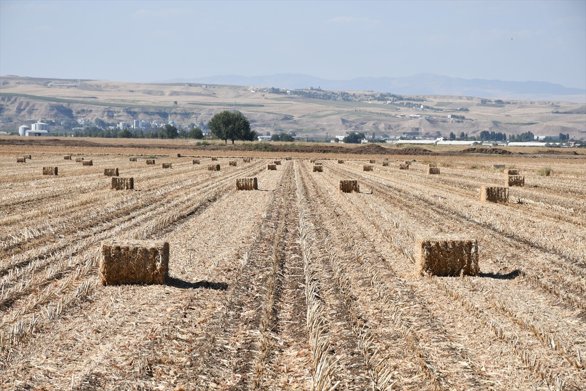 Batman'da eylül ayı başında başlayan mısır hasadı devam ediyor. Hasat sonrası ortaya çıkan anız...