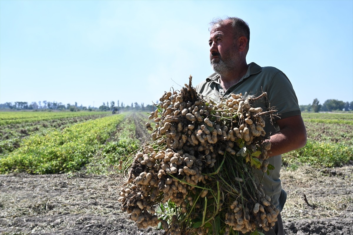 Osmaniye'de üretilen coğrafi işaret tescilli yer fıstığında hasat dönemi başladı.