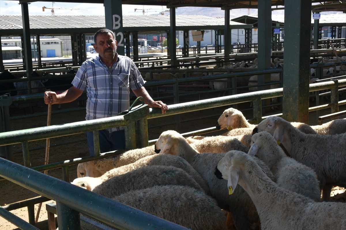 Malatya'da, şap hastalığı sebebiyle kapatılan canlı hayvan pazarı açıldı. Bazı yetiştiriciler...