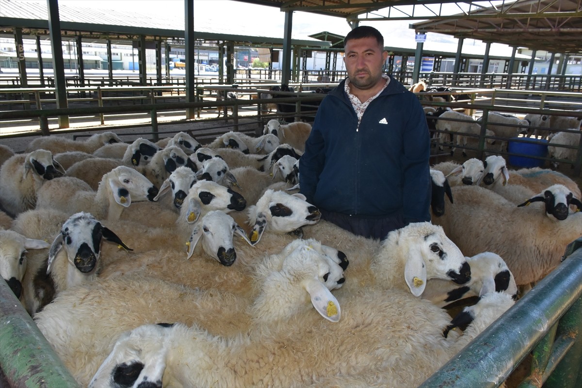Malatya'da, şap hastalığı sebebiyle kapatılan canlı hayvan pazarı açıldı. Bazı yetiştiriciler...