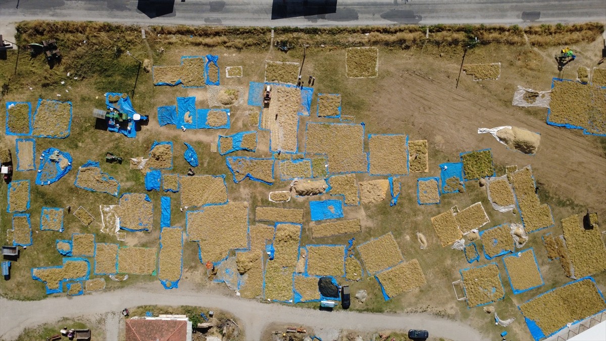 Manisa'nın Demirci ilçesinde yüksek rakımlı yaylalarda zirai ilaç kullanılmadan ve susuz tarım...