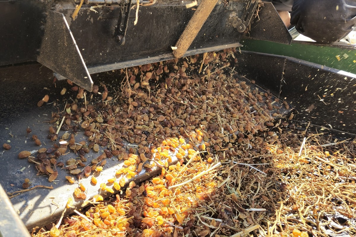 Türkiye, 2024-2025 sezonunda çekirdeksiz kuru üzüm ihracatında miktar bazında son 25 yılın en...