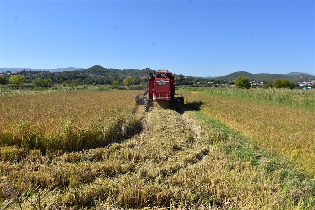 Türkiye'nin önemli çeltik üretim merkezlerinden Sinop'un Boyabat ilçesinde, 17 bin 484 dekar...