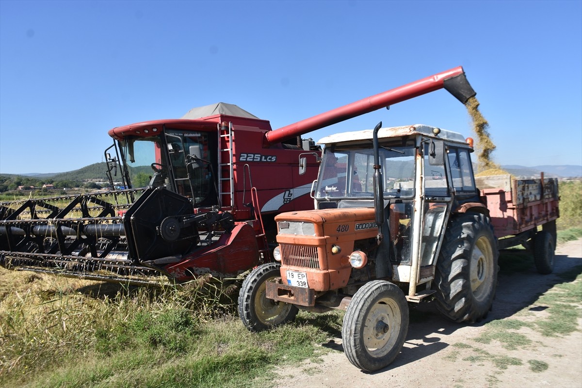 Türkiye'nin önemli çeltik üretim merkezlerinden Sinop'un Boyabat ilçesinde, 17 bin 484 dekar...