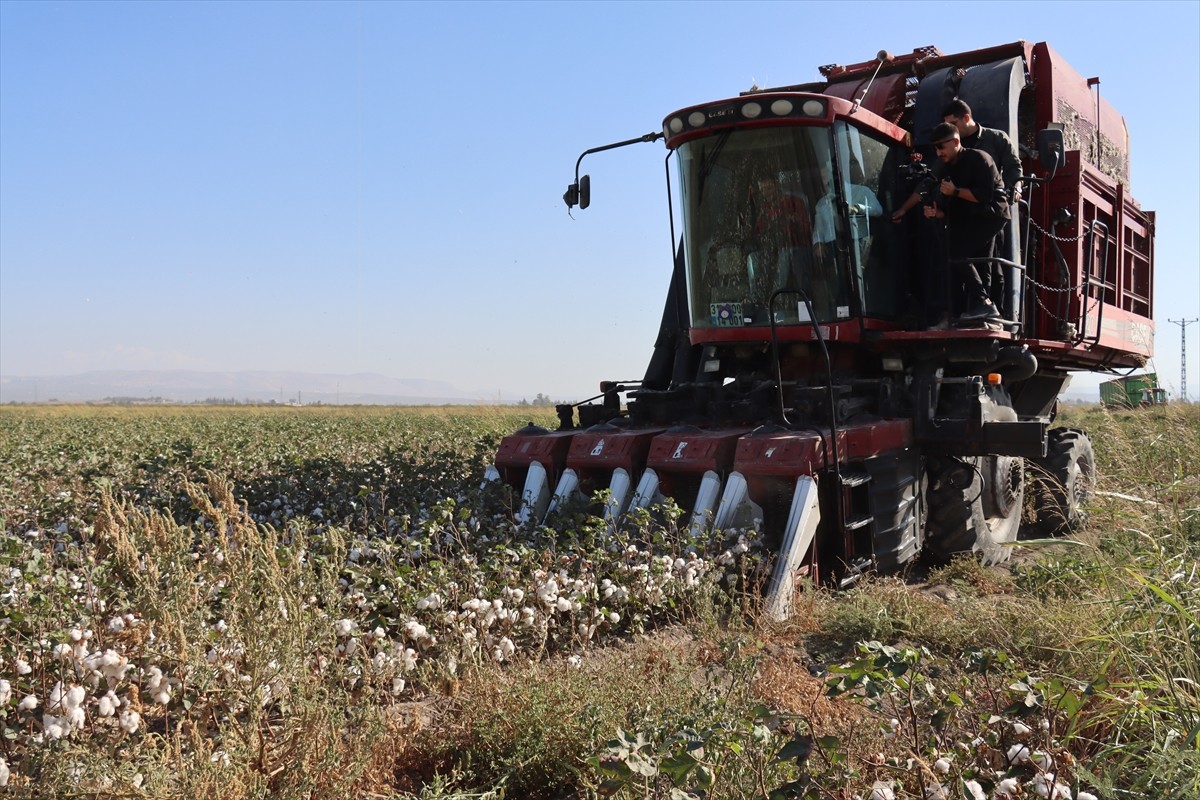 Hatay'da bu yıl 290 bin dekar alanda ekimi yapılan pamukta 140 bin ton civarında rekolte...