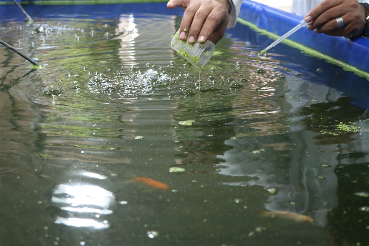 Erciyes Üniversitesinde (ERÜ) su mercimeğiyle beslenen Japon balıklarının gübresi topraksız...
