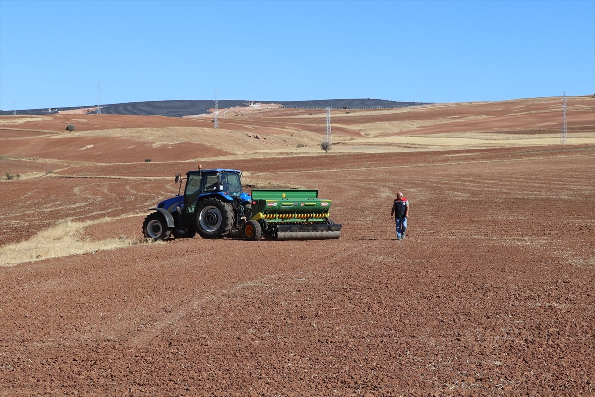 Sivas'ta yerli buğday ve arpa çeşitlerinde deneme ekimi çalışmaları başladı. Demonstrasyon, il...