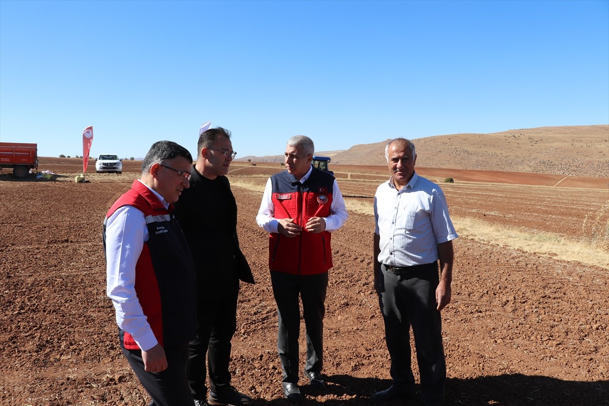 Sivas'ta yerli buğday ve arpa çeşitlerinde deneme ekimi çalışmaları başladı. Demonstrasyon, il...