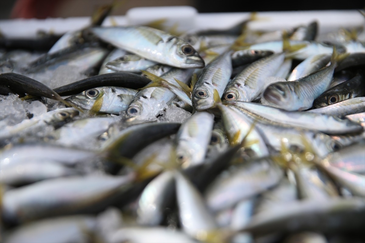 Ordulu balıkçılar, sabah saatlerinde açıldıkları Karadeniz'den bol miktarda istavrit avlayarak...