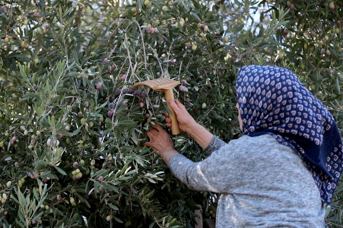 Zeytin ve zeytinyağı üretiminde köklü bir geçmişe sahip olan ancak turizmin hareketlenmesiyle...