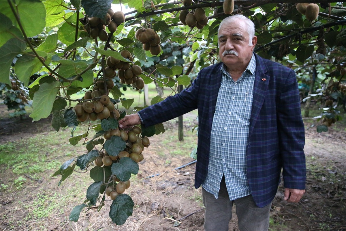 Ordu'da kasım ayında hasadına başlanması beklenen kivinin satış fiyatı belirlendi. Bu sezon...