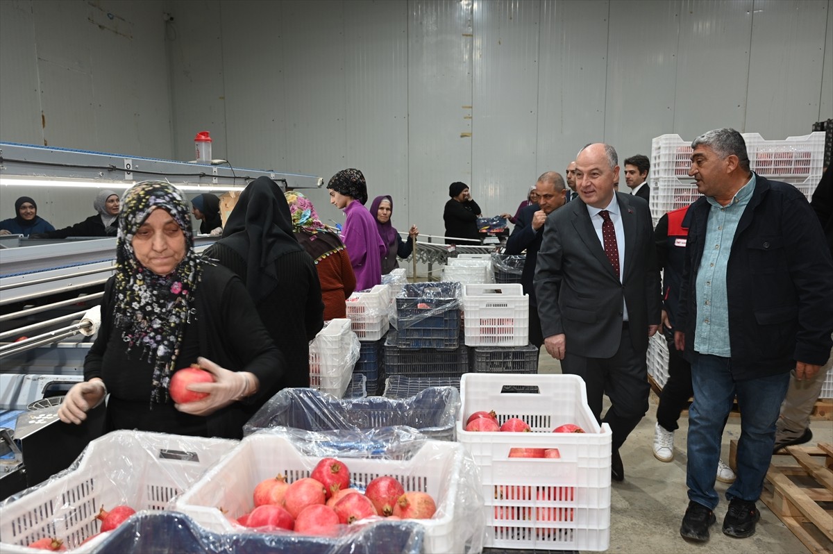 Türkiye'nin nar üretiminde önde gelen şehirleri arasında yer alan Denizli'de, ihracatlık narın...