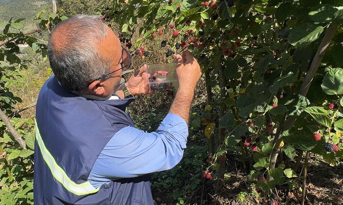 Giresun'un Dereli ilçesinde üreticilere ek gelir kaynağı olması için oluşturulan ahududu ve...