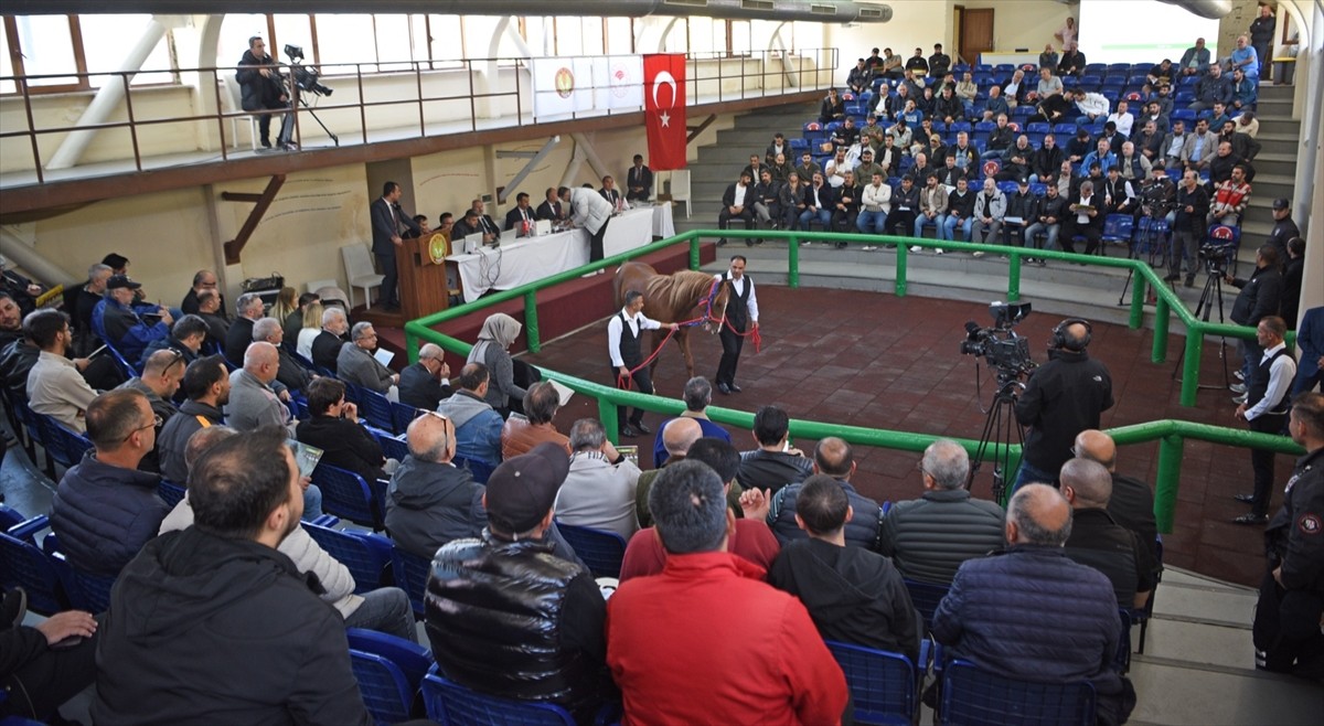Tarım İşletmeleri Genel Müdürlüğü'nün (TİGEM) 15 baş safkan elit Arap koşu tayı müzayedesi...