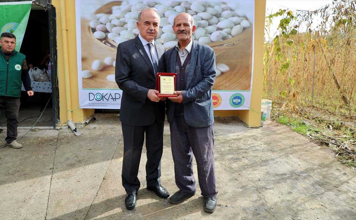 Ordu'nun Akkuş ilçesinde coğrafi işaret tescilli Akkuş şeker fasulyesi hasat ediliyor. Gökçebayır...